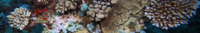 Acropora Rebirth of the Great Barrier Reef