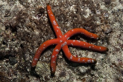 Benthic Ctenophores of the Great Barrier Reef