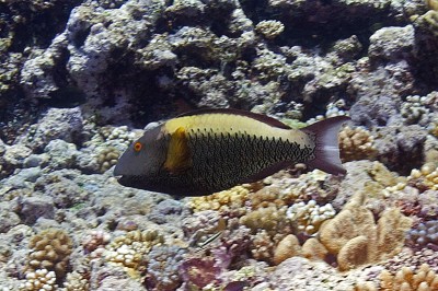 Bicolor Parrotfish, Cetoscarus bicolor.