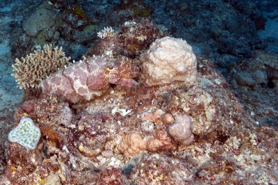 Broadclub Cuttlefish using camouflage to blend with its surroundings on a coral reef.