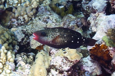 Bullethead Parrotfish, Cloorurus sordidus.