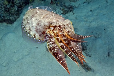 Cuttlefish Abandoning Its Camouflage