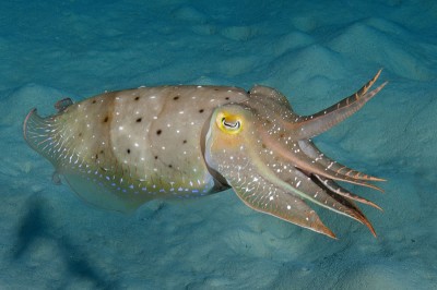 Cuttlefish Abandoning Its Camouflage