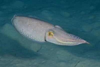 Cuttlefish Abandoning Its Camouflage