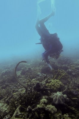 Olive sea snake arching its back to scientific diver.