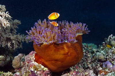 Great Barrier Reef Photo Album