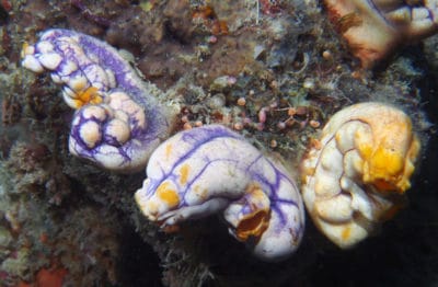 Solitary tunicate, Polycarpa aurata.