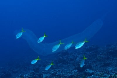 Pyrosomes