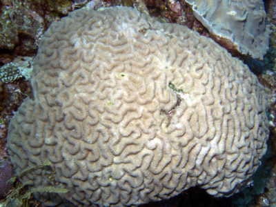 Symphyllia Coral of Ribbon Reef 7 of the Great Barrier Reef