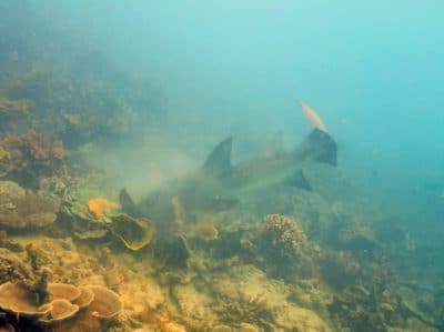 Tawny nurse shark on the attack.