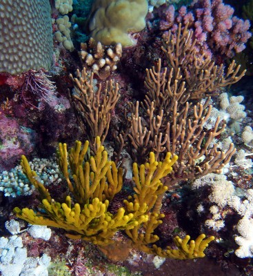 Two branching gorgonians; soft corals of the Great Barrier Reef.