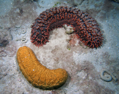 Two Sea Cucumbers on a Midself Reef of the Great Barrier Reef