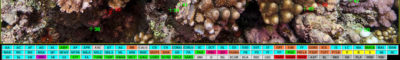 Using Coral Point Count with Excel Extensions (CPCe) to Study Coral Reefs