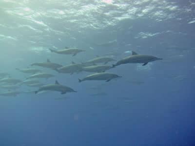 Pod of Bottlenose Dolphins