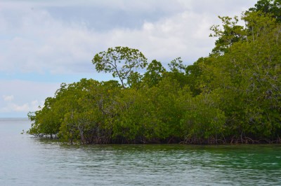 Fringing mangroves around Morova Lagoon of Solomon Islands.