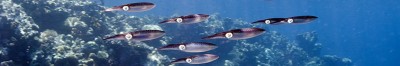 Cephalopods of Solomon Islands