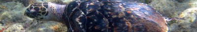 Solomon Islands Sea Turtle Sanctuary