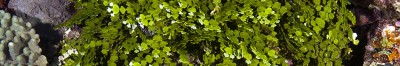 Sustainable Seaweed Farming - Part 1