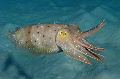 Broadclub Cuttlefish (Sepia latimanus)