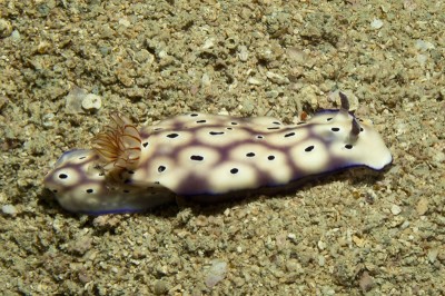 : Dorid nudibranchs skin contains secondary metabolites and toxins absorbed from the sponges they eat. The bright, striped colouration acts to warn predators of their toxicity.