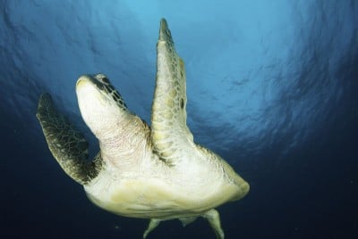 Sneaky Sea Turtle