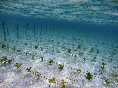 Off-bottom method of seaweed farming.