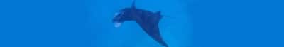 Manta Ray Encounter at Solomon Islands