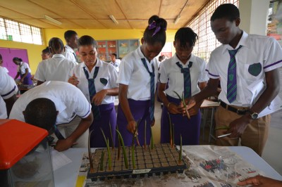 Students planting their propagules in sand.