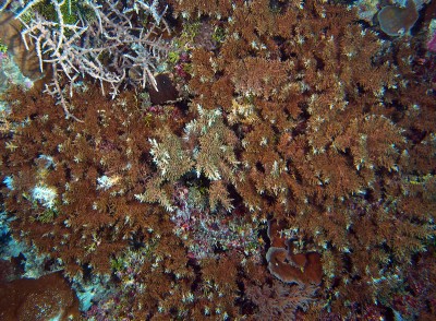 1 m wide patch of bottlebrush acropora