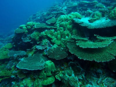 Healthy fore reef slope with large Porites lobata colonies and table acroporids