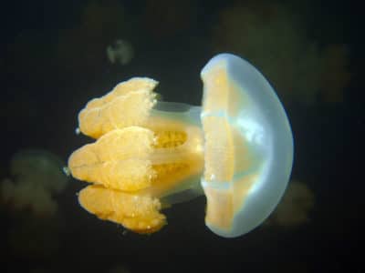 Swimming with Golden Jellyfish, Mastigias papua etpisoni