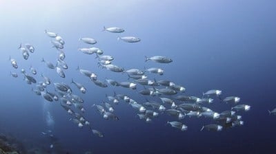 Large school of long-jawed mackerel (Rasrelliger kanagurta)