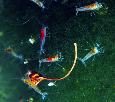 Tiny shrimp dart among the algae