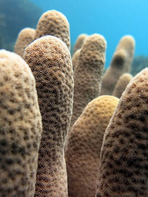 Palau Photo Album