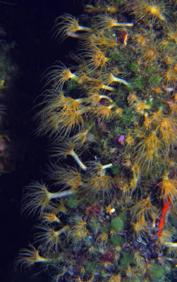 invasive sea anemone, Aiptasia