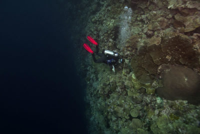 Coral Reef Research Expedition Begins in Palau