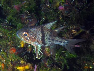 orbiculate cardinalfish, Sphaeramia orbicularis