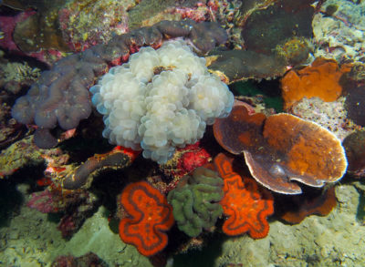 Fringing reef within the bay had a high diversity of colorful, sediment tolerant corals such as bubble coral (Plerogyra), lobe coral (Lobophyllia), chalice coral (Echinopora) and lobed brain coral (Symphyllia)