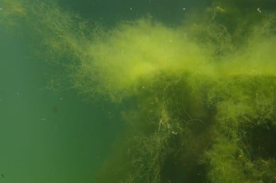 green algae