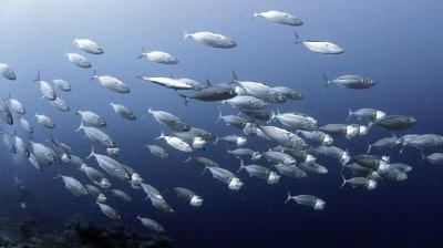 long-jawed mackerel feeding