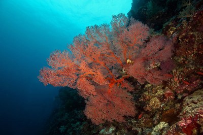 Palau Photo Album