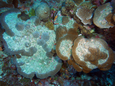 regrowth of Porites after bleaching mortality
