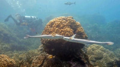 Remoras attaching at the mouth at Palau.