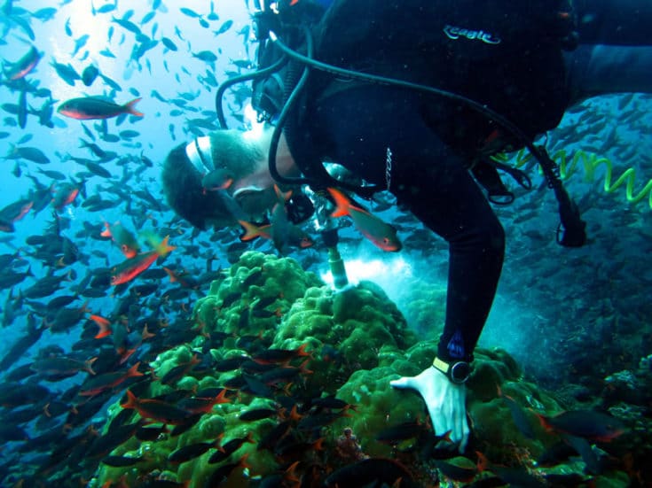 research diver collects a coral sample near Darwin Island Galapagos