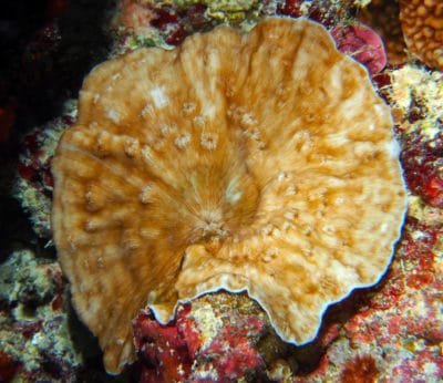 Delicate lettuce corals, Leptoseris explanata