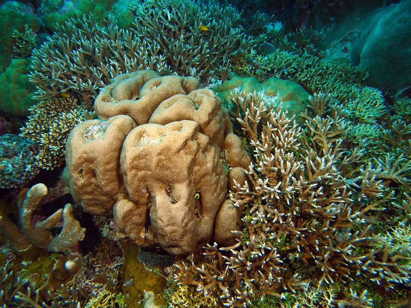 Delicate Corals of Palau: Fragile Flowers (KSLOF)Living Oceans Foundation