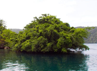 Small densely vegetated limestone islet at Nikko Bay, Palau