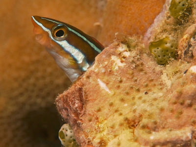 Bluestriped Fangblenny - Plagiotremus rhinorhynchos