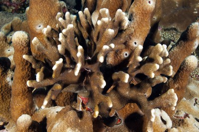 Heliopora coerulea blue coral variety