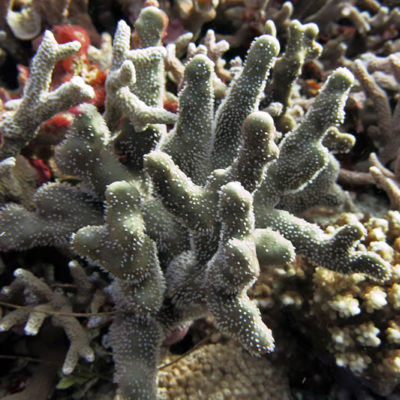 Heliopora coerulea blue coral variety